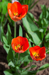 红色郁金红植物群绿色郁金香生长花园植物性质背景图片