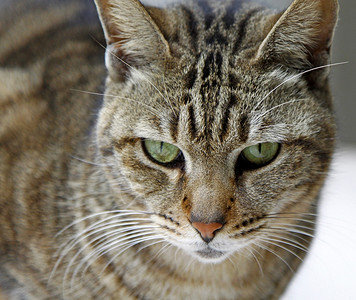 尖锐眼睛猫猫眼尖锐的猫 寻找食物背景