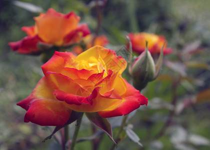 玫瑰绿色黄色花园香味红色背景图片