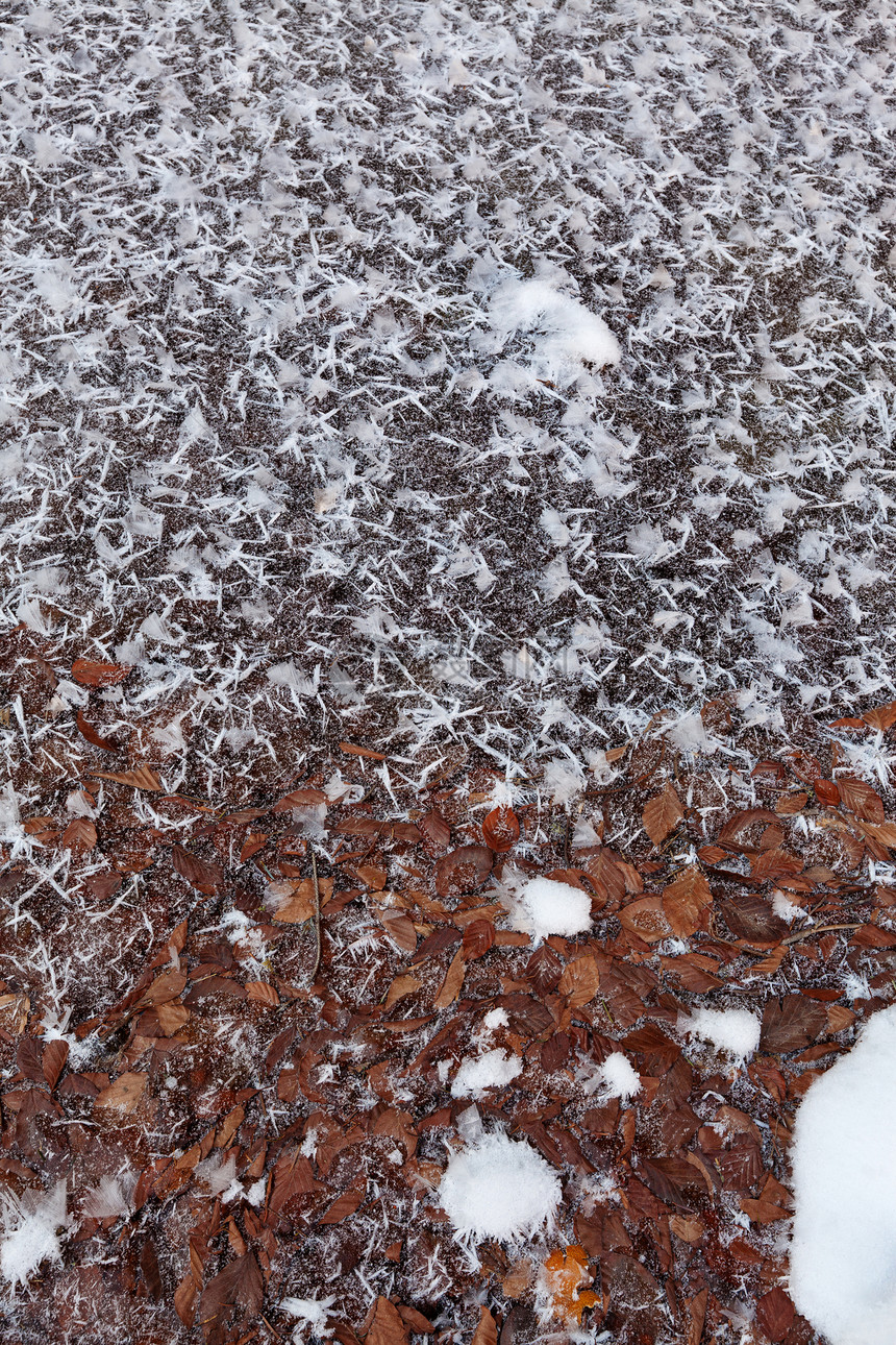 冰雪花白色叶子树叶棕色水晶蓝色霜花冻结寒意图片