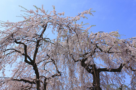 广崎公园的樱花花粉色蓝色城堡天空公园樱花旅行背景图片