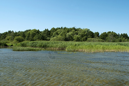 普列谢耶沃湖海岸 夏季高清图片