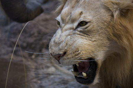 大狮子露出牙齿雄性愤怒大猫食肉兽嘴野生动物兽头侵略水平动物背景