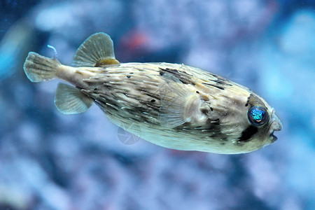 蓝色河豚细皮鱼河豚鲇鱼蓝色热带豪猪水族馆动物热带鱼背景