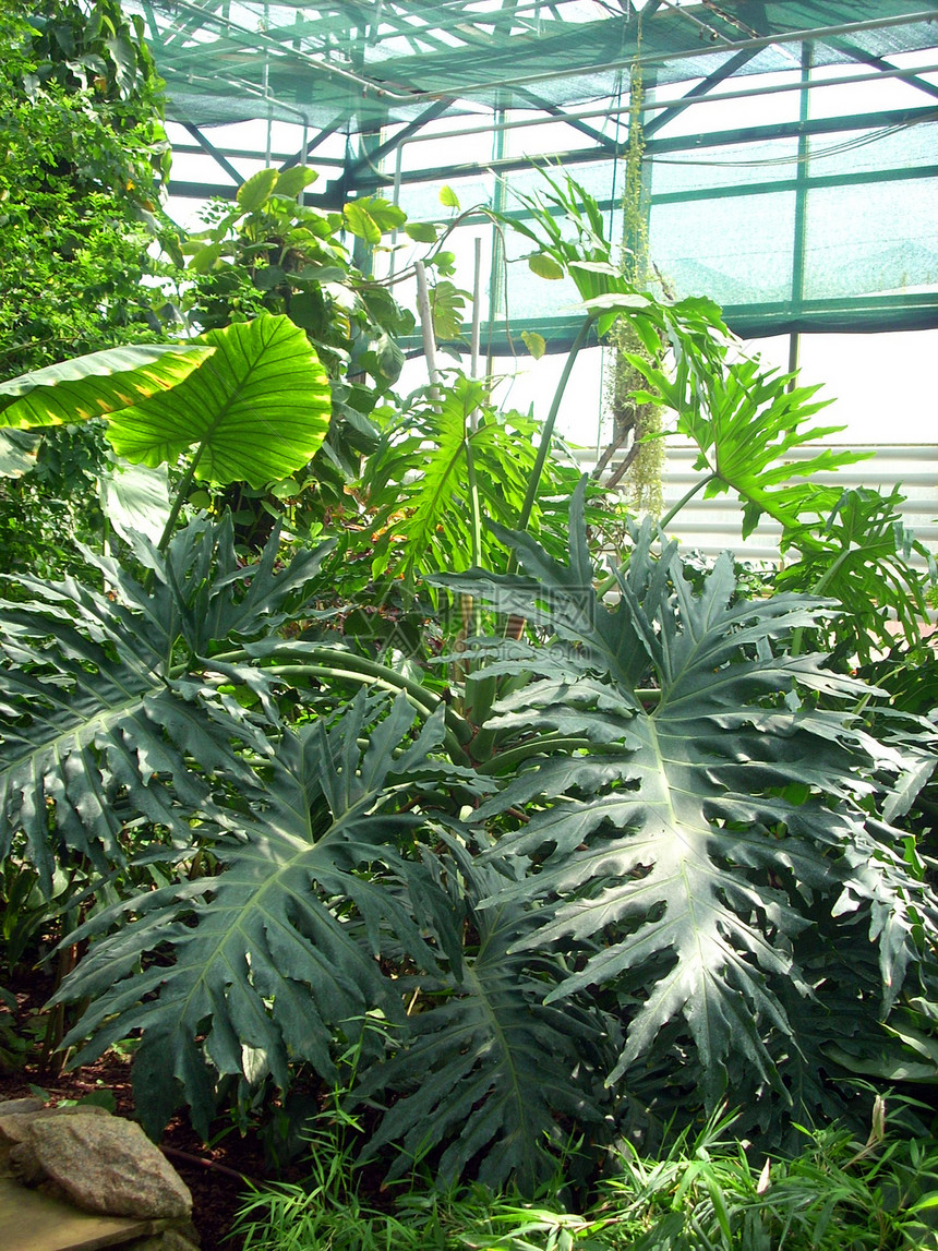 在温和的植物园中棕榈气候叶子植物花园植物群园艺温室风景蕨类图片