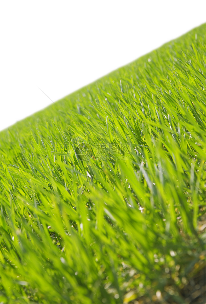 多汁的绿色夏月青草刀片气氛农场地形天空宏观树木地面风景牧场图片