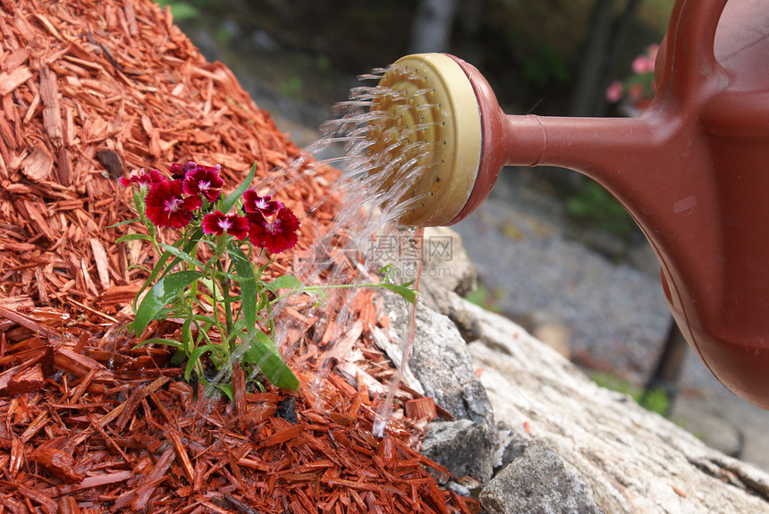 水花水壶工作生长花坛红色花园园艺覆盖物地面喷口图片