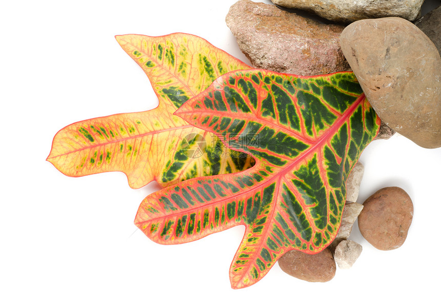 带有彩叶的石头植物群温泉叶子平衡岩石卵石环境治疗植物药品图片