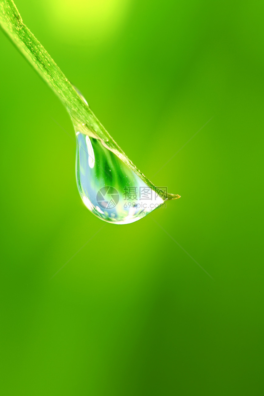 大水滴草地宏观背景雨滴环境植物阳光叶子草本植物生长图片