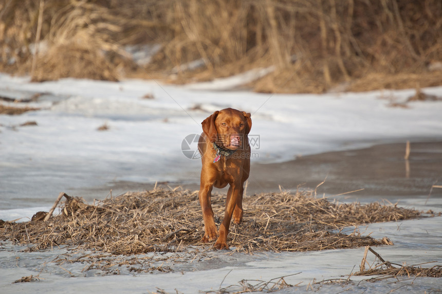 冬季野外的Vizsla Dog图片