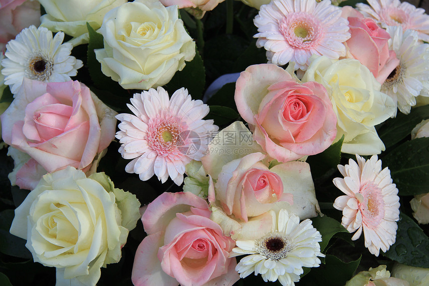 Gerberas和玫瑰花白色植物学植物花朵花瓣花店绿色玫瑰植物群花束图片