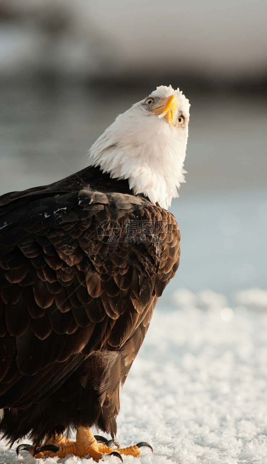 近距离接近秃鹰的肖像眼睛野生动物停留濒危季节自由海藻鸟类翅膀羽毛图片