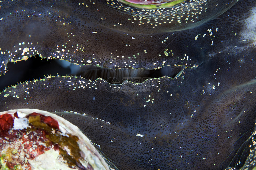红海一头巨蛤的详情情调荒野异国红色盐水环境绿色射线学校海洋图片