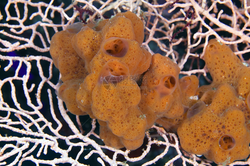 海扇的海绵图片