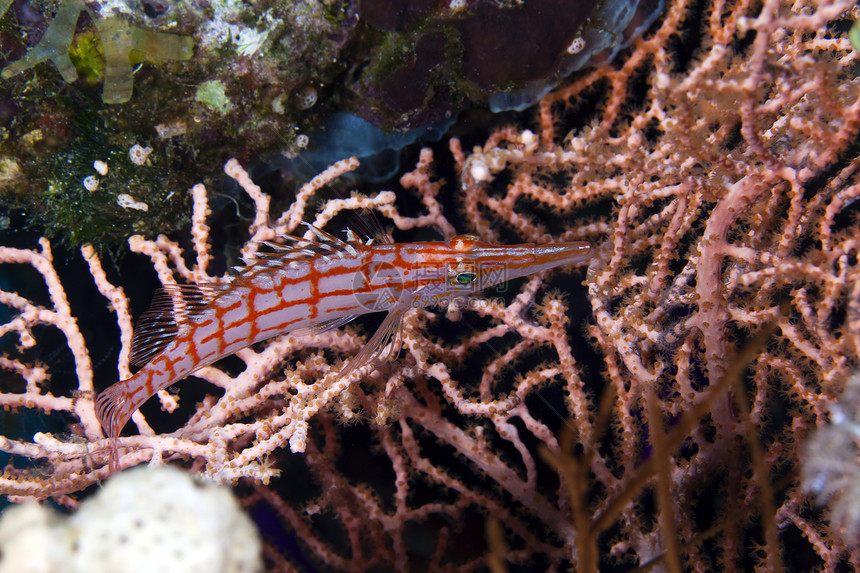 红海的长鼻子鹰鱼珊瑚海洋环境盐水海景学校异国野生动物荒野射线图片