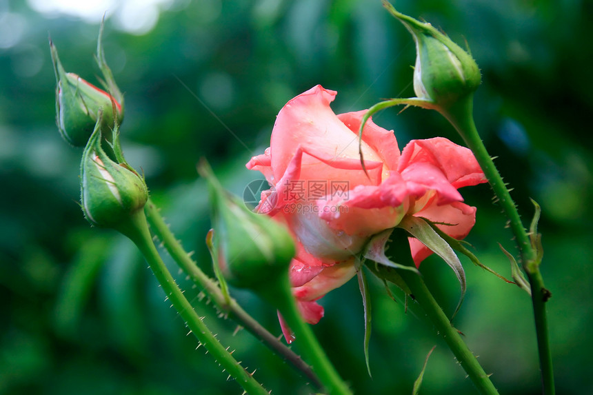 粉红玫瑰花与芽和早期露图片