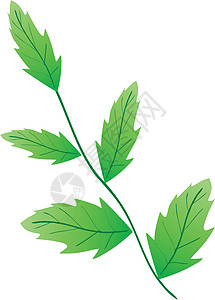 绿色树叶的纹理背景图片