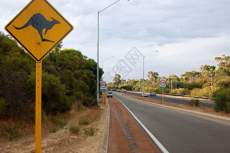 澳大利亚的公路标志旅行动物袋鼠风险安全背景图片