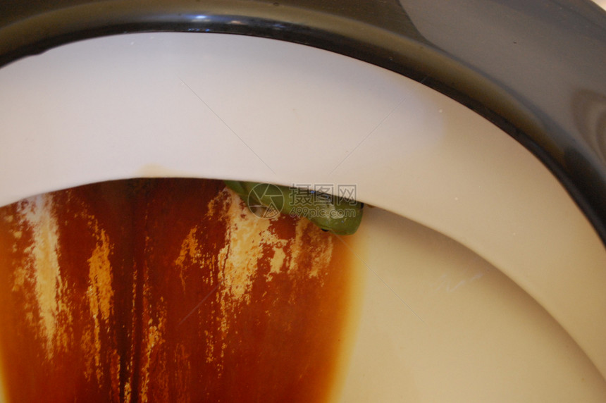 厕所里的树蛙图片