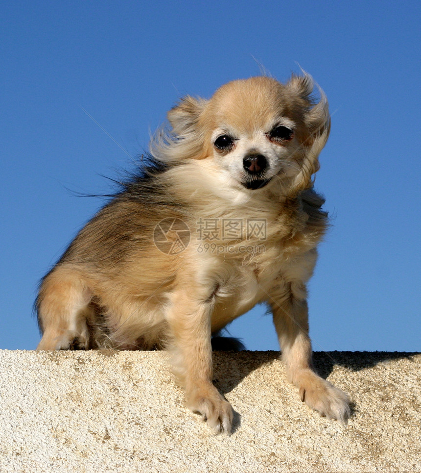 吉瓦华人伴侣犬类蓝色宠物白色天空动物棕色图片