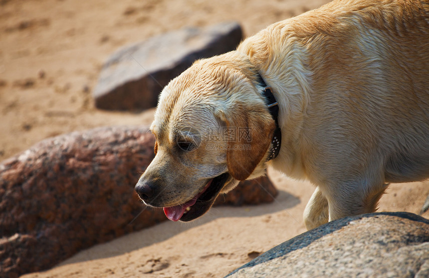 拉布拉多检索器动物黄色太阳毛皮石头舌头衣领海滩项圈褐色图片