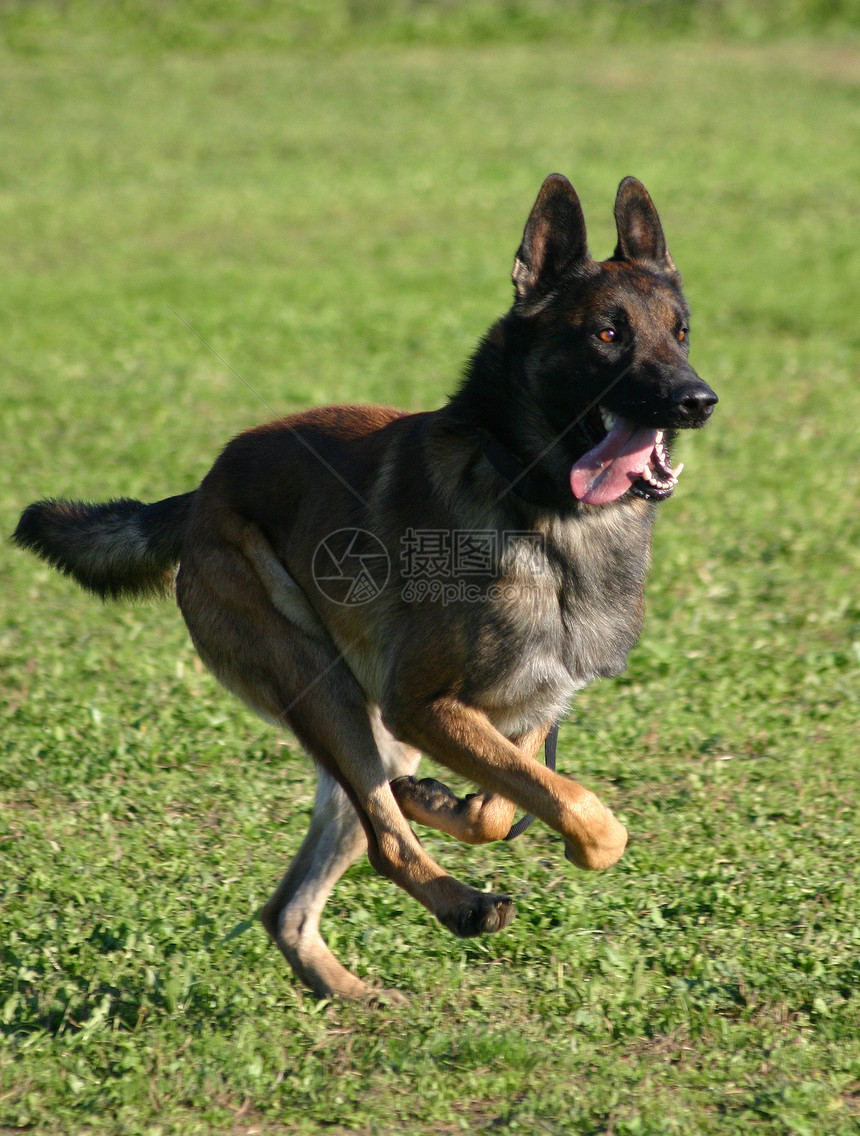 马里牧羊人棕色宠物动物警觉跑步犬类警犬图片