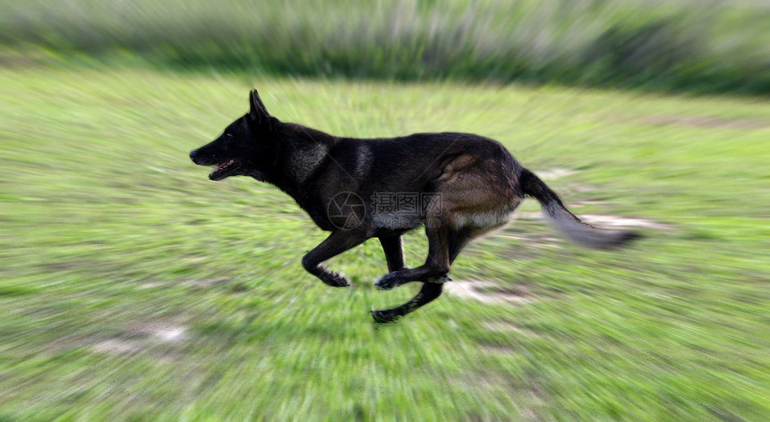 马里牧羊人警犬运动棕色警觉犬类跑步宠物动物图片