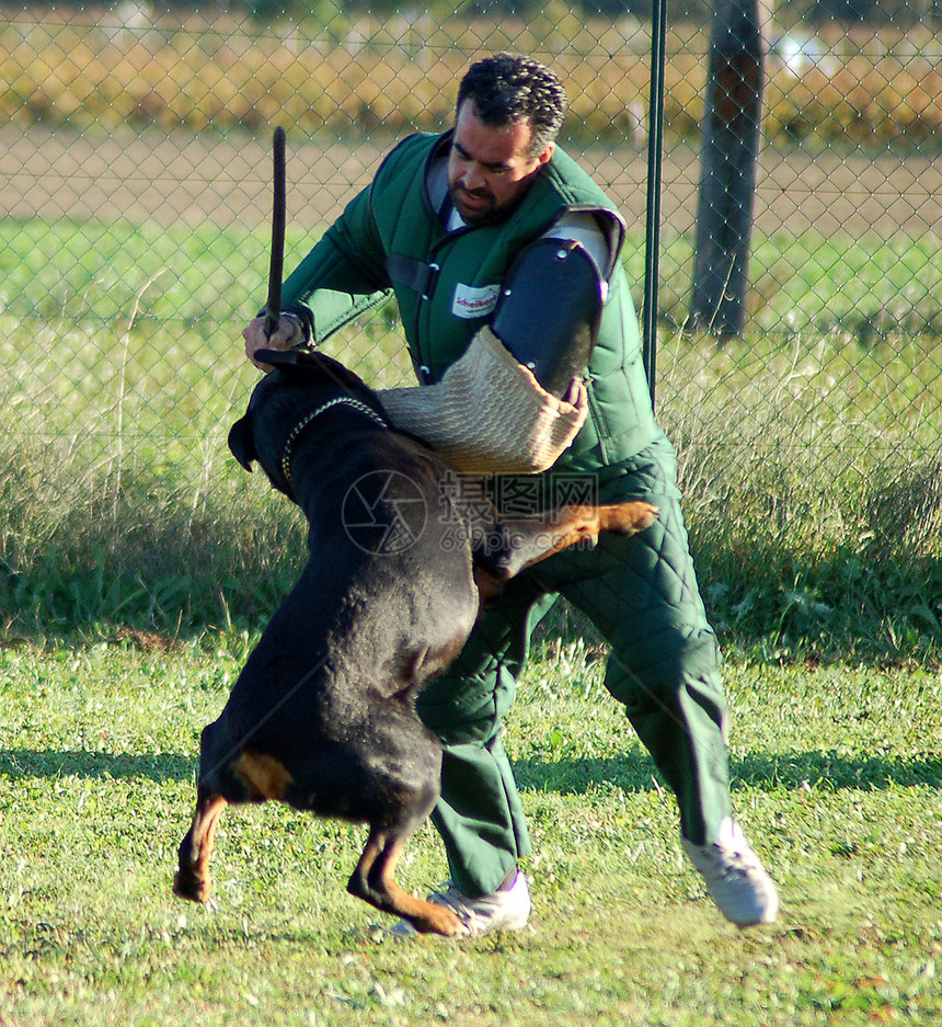 正在攻击中的鼠鸟训练黑色危险犬类警察戒指动物竞赛运动男人图片