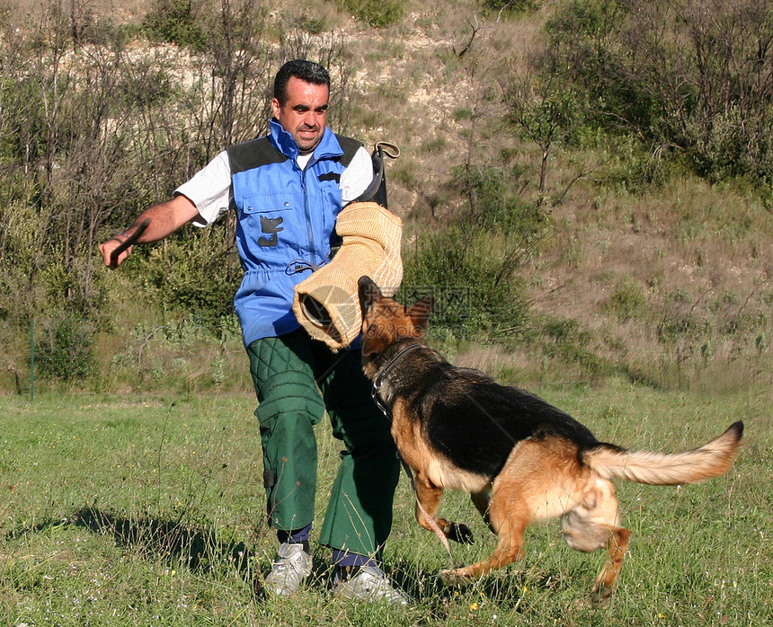 德裔牧羊人被攻击宠物防御警犬眼睛运动牧羊犬训练动物竞赛伴侣图片