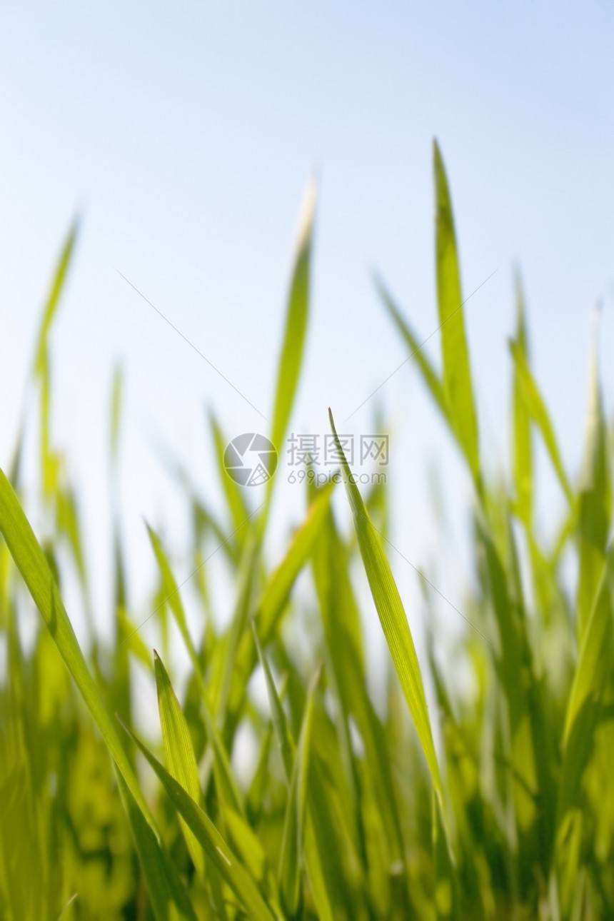 多汁的绿色夏月青草刀片牧场植物群植物花园农场地球土地农田季节图片
