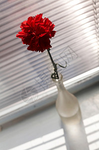 红花红色热情展示植物生日礼物背景图片