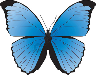 马里波萨白底蓝蝴蝶的白色背景插画