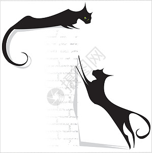 黑黑猫猫咪白色动物宠物背景图片
