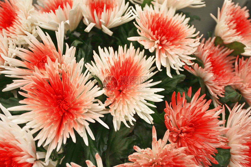 菊花花白色绿色花束装饰植物群花瓣橙子花朵花园红色图片