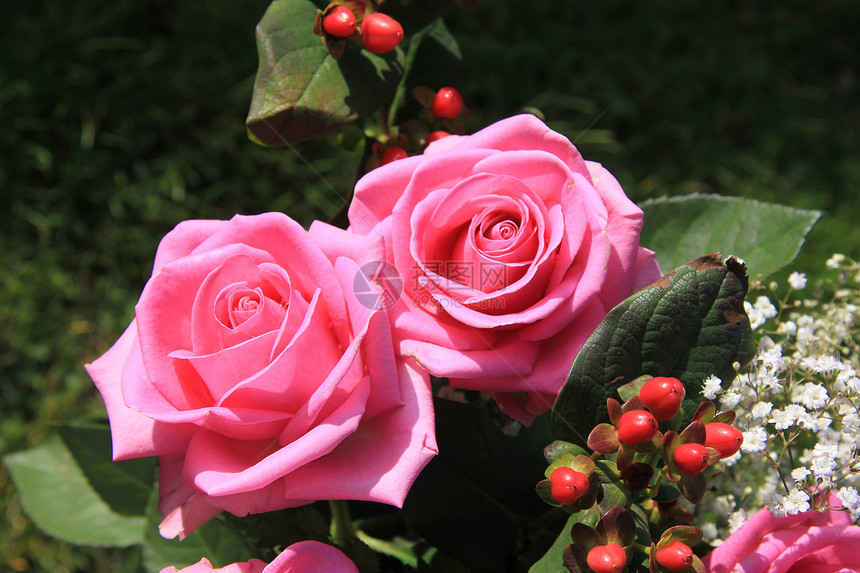 太阳下大粉红玫瑰植物群花朵花瓣绿色花束玫瑰植物学植物花店图片