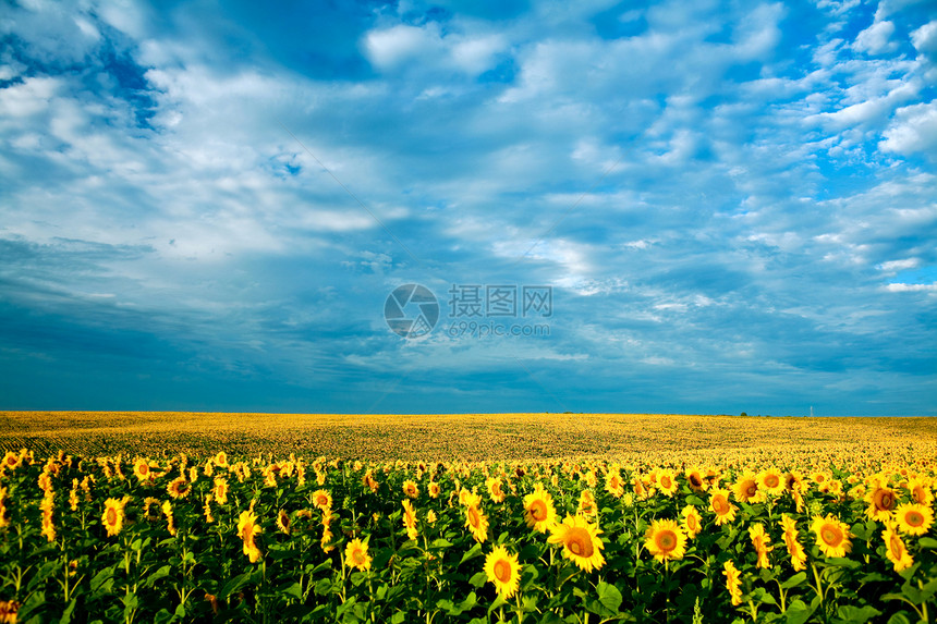 向日向向外田乡村种植园场地向日葵草地蓝色文化黄色天空植物图片