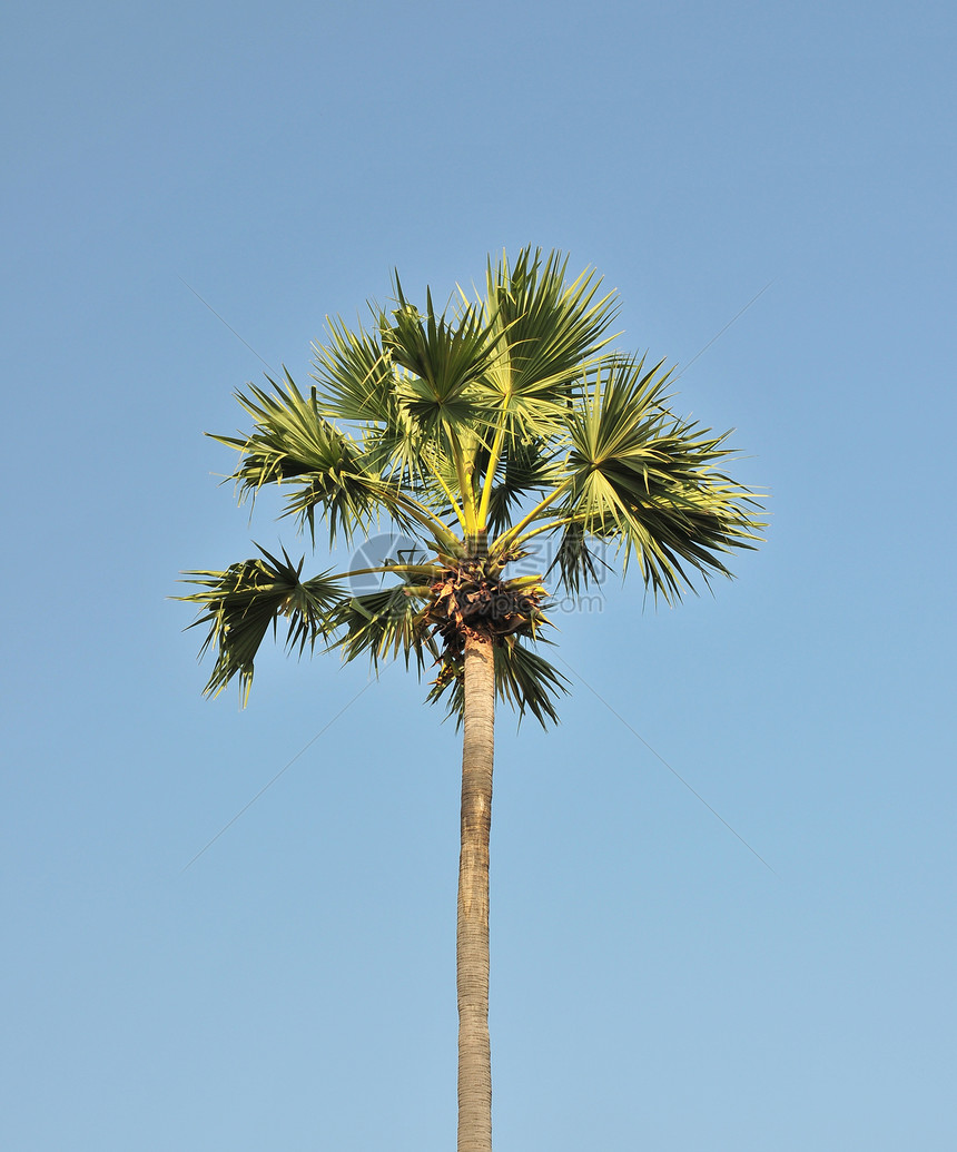蓝色天空的棕榈糖绿叶绿色糖棕棕榈图片