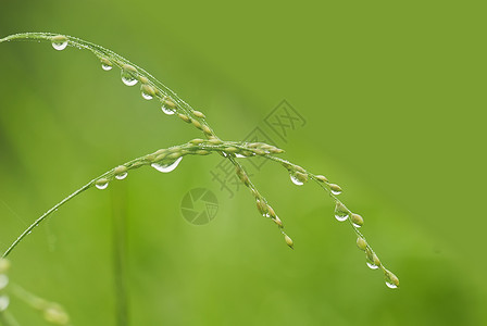 雨过之后雨之后的草草环境材料水滴花园公园绿色背景