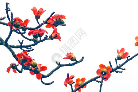 卡波克语Name天空红色树木环保热带花园环境鸟类食物花朵背景图片