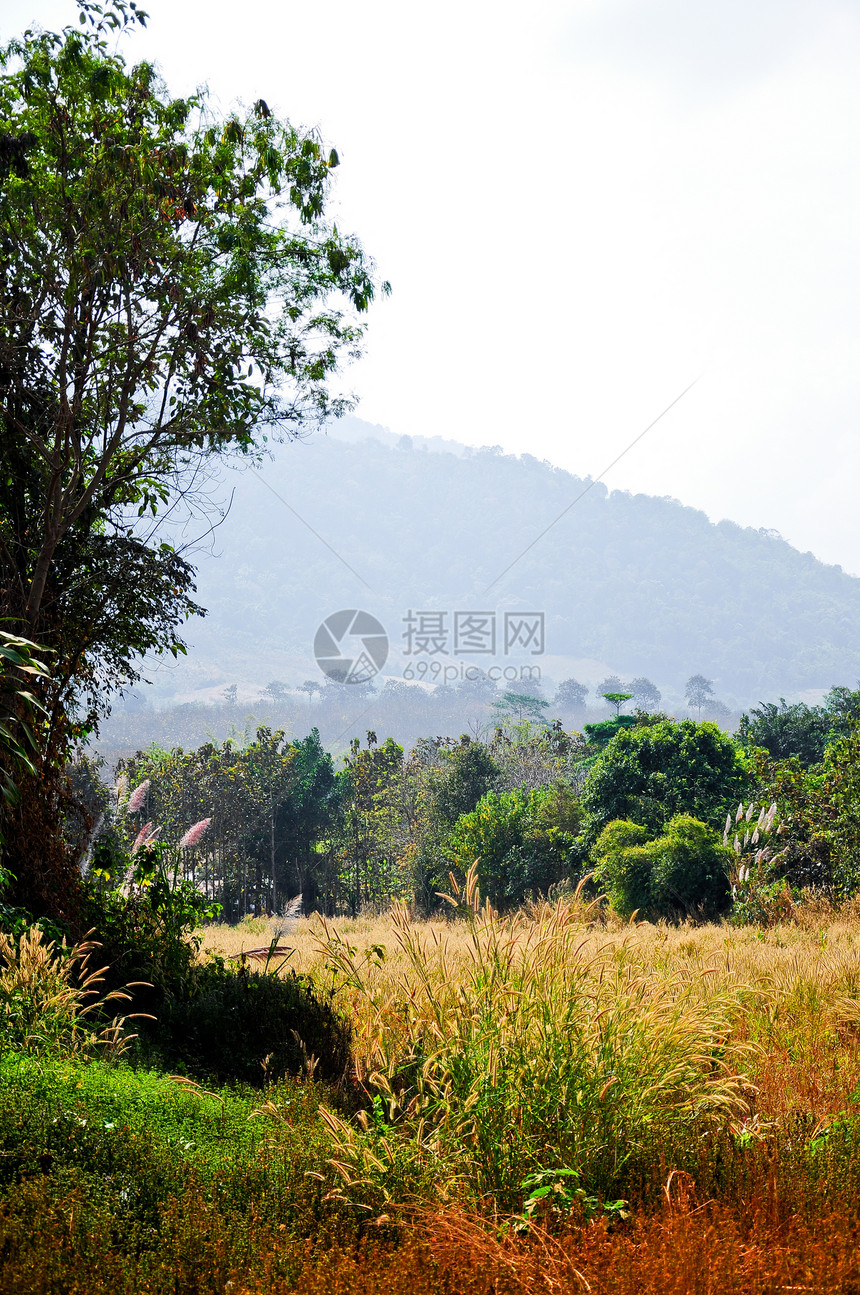 野生生物中的树木和草草图片