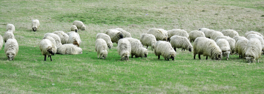 农村牧羊和羊羔放牧图片