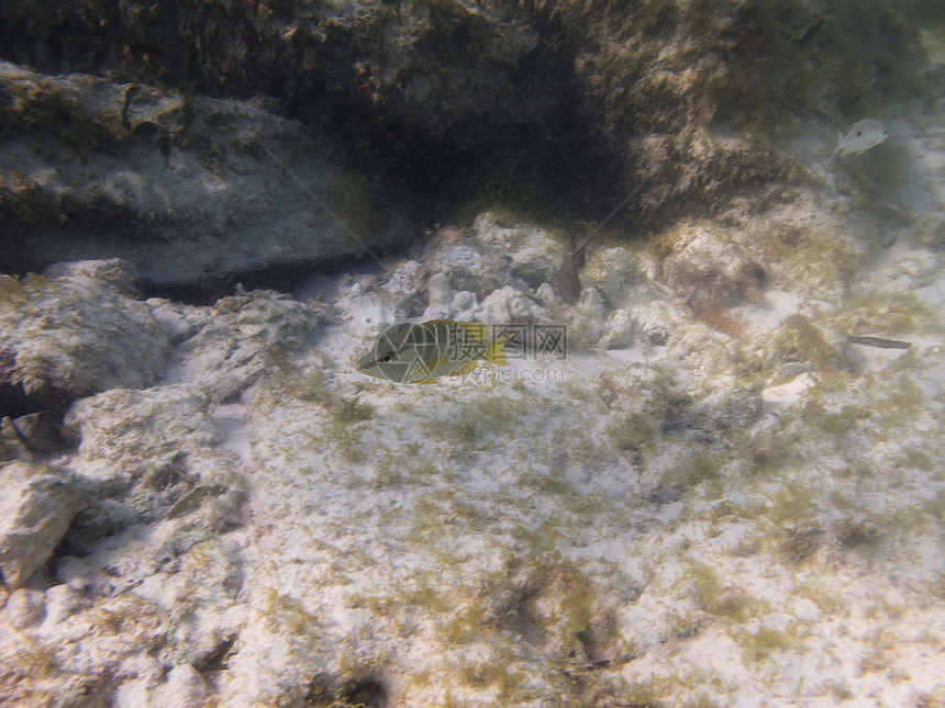 孤鱼潜水海洋生活潜水员多样性游泳生物海绵呼吸管风景图片