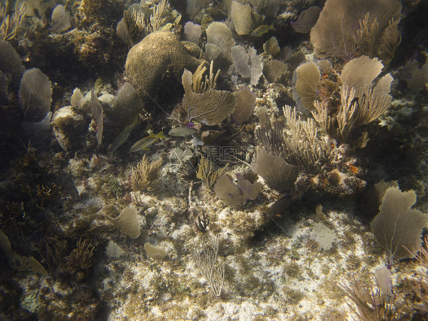 珊瑚礁中的鱼类潜水员异国风景游泳珊瑚呼吸管环境情调海绵潜水图片