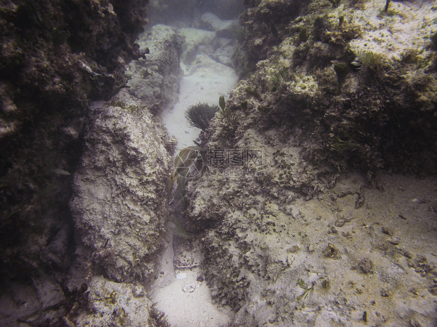 隐居鱼潜水异国生活潜水员呼吸管海绵海洋风景游泳珊瑚图片