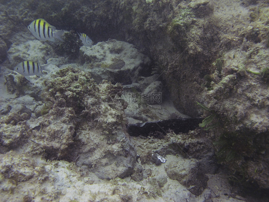 小鱼珊瑚海洋海绵游泳呼吸管潜水环境情调风景潜水员图片