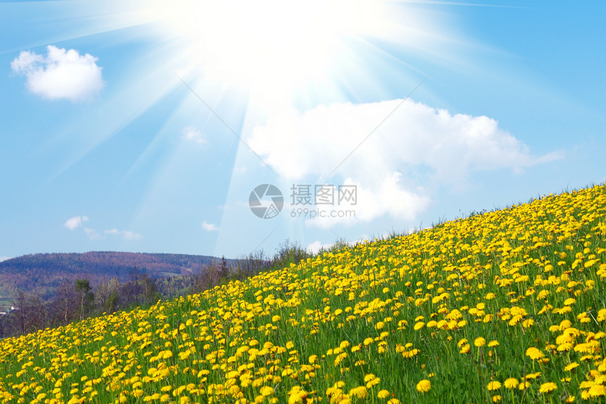 黄色 dandelion 字段图片