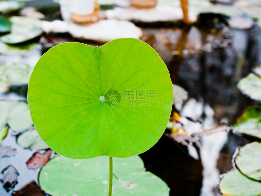 美丽的莲花绿叶图片