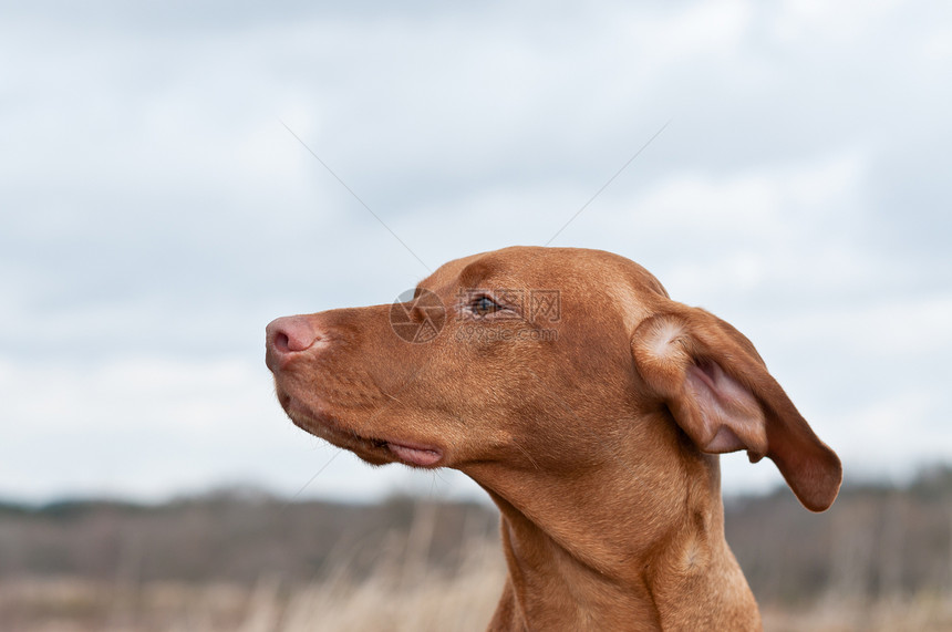 野外Vizsla Dog(匈牙利指针)图片