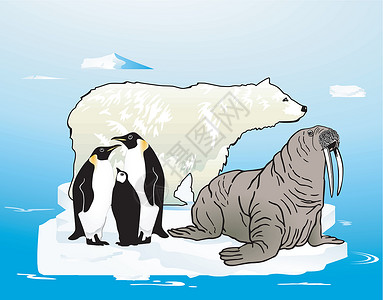 北极和南极熊和企鹅高清图片