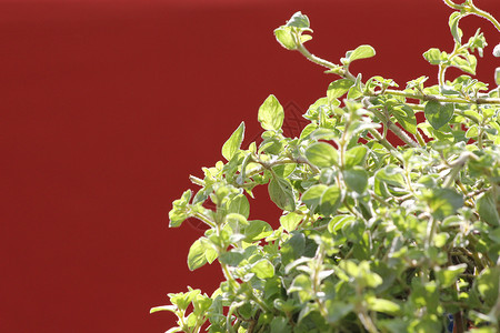 绿色绿红植物背景图片